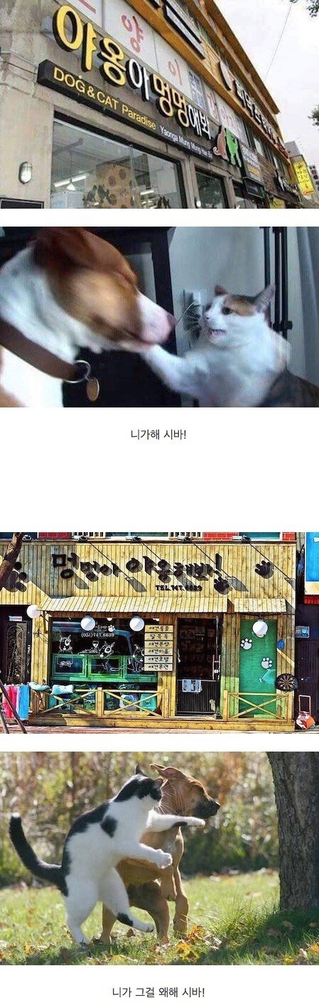 야옹아 멍멍해봐.jpg_1.jpg