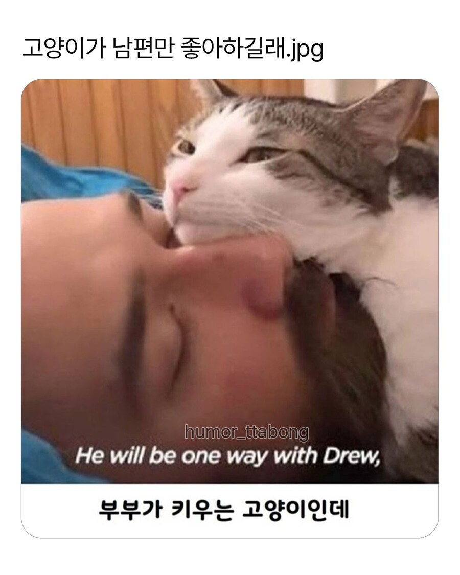 고양이가 남편만 좋아하는 이유_1.jpg