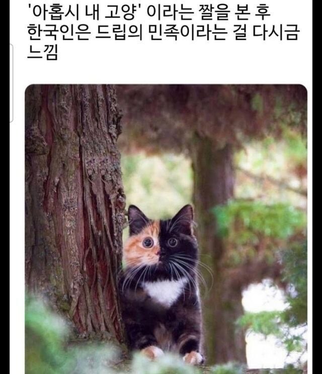 아홉시 내고양_1.jpg