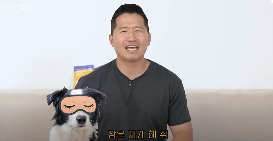 보더콜리보다도 더하다는 견종.JPG_2.png
