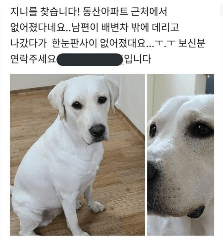 댕댕이를 찾습니다_1.jpg