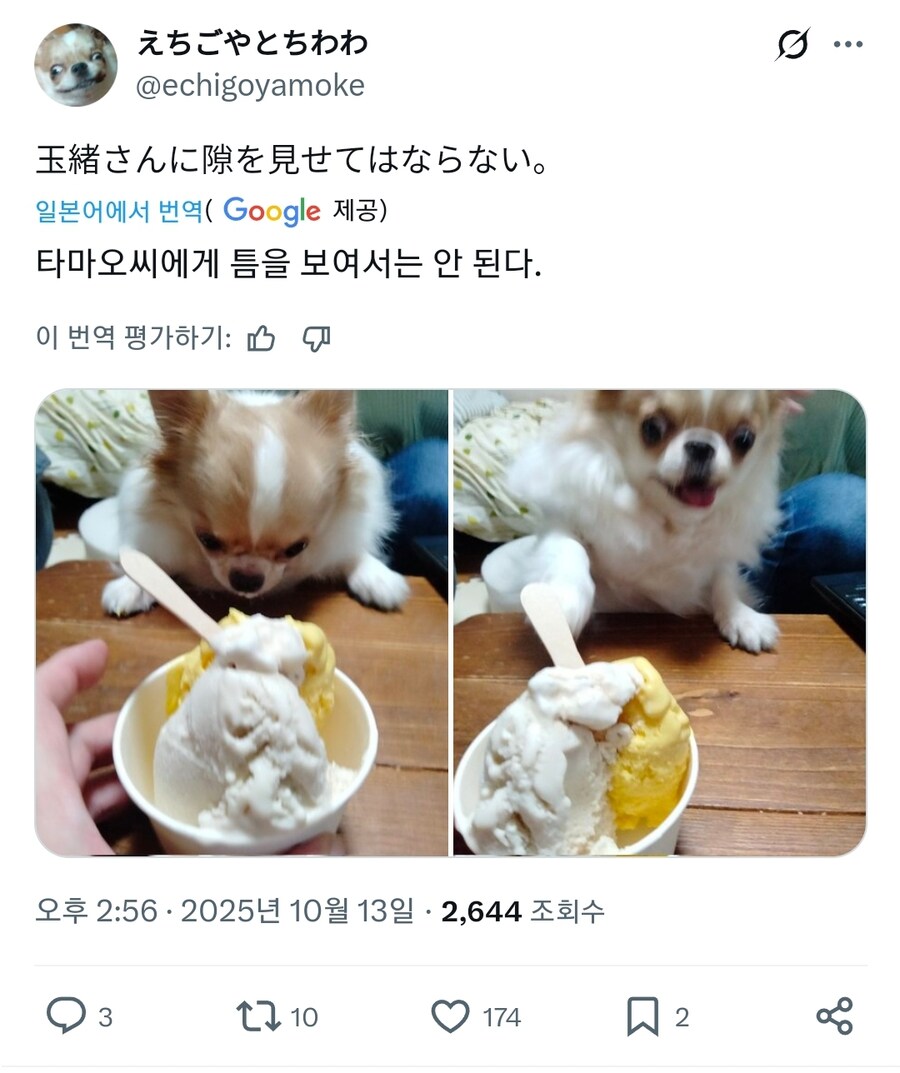 일본의 도둑견 근황_7.jpg