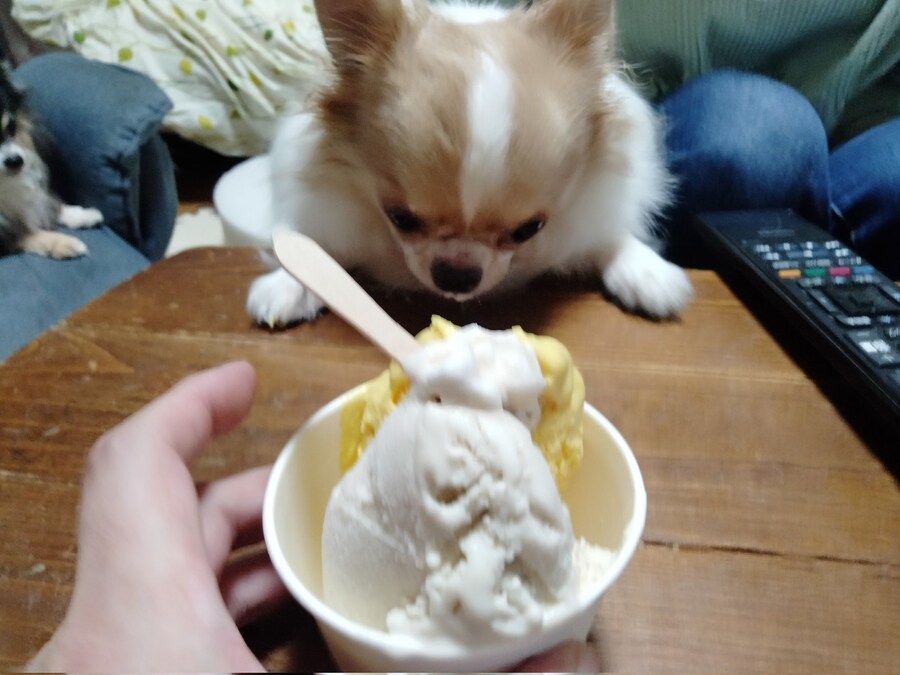 일본의 도둑견 근황_8.jpg