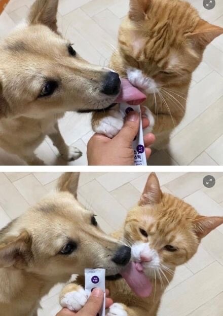 고양이와 댕댕이의 딥키스_1.jpg