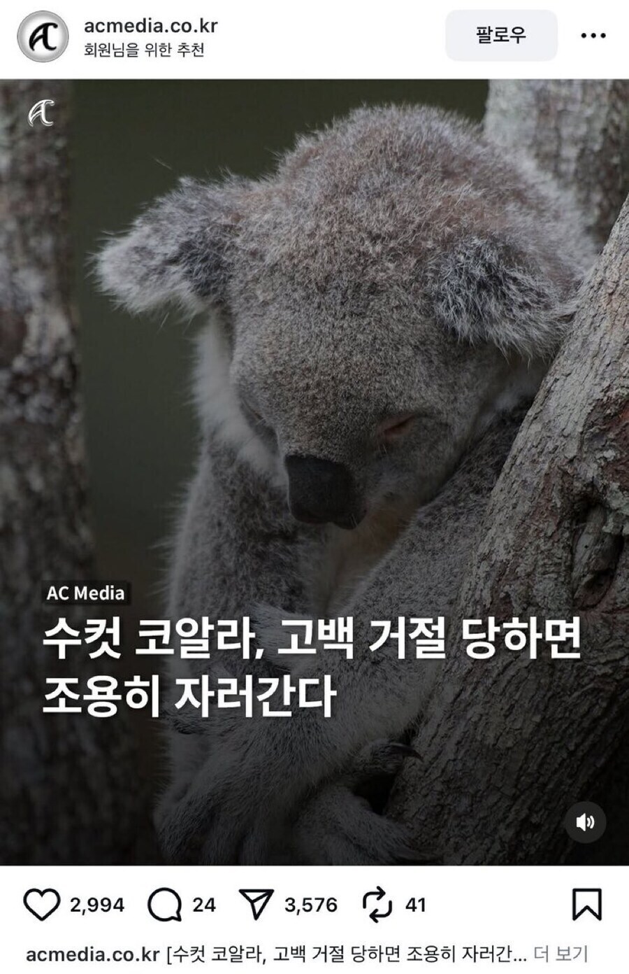 수컷 코알라가 고백을 거절당하면 하는행동_1.jpg