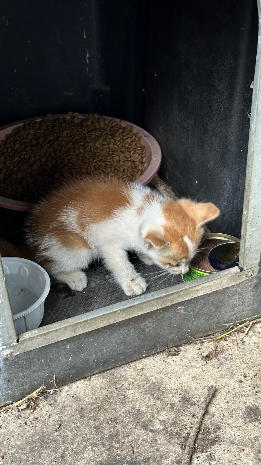 결국 죽어가던 놈 살려봤다_2.jpg