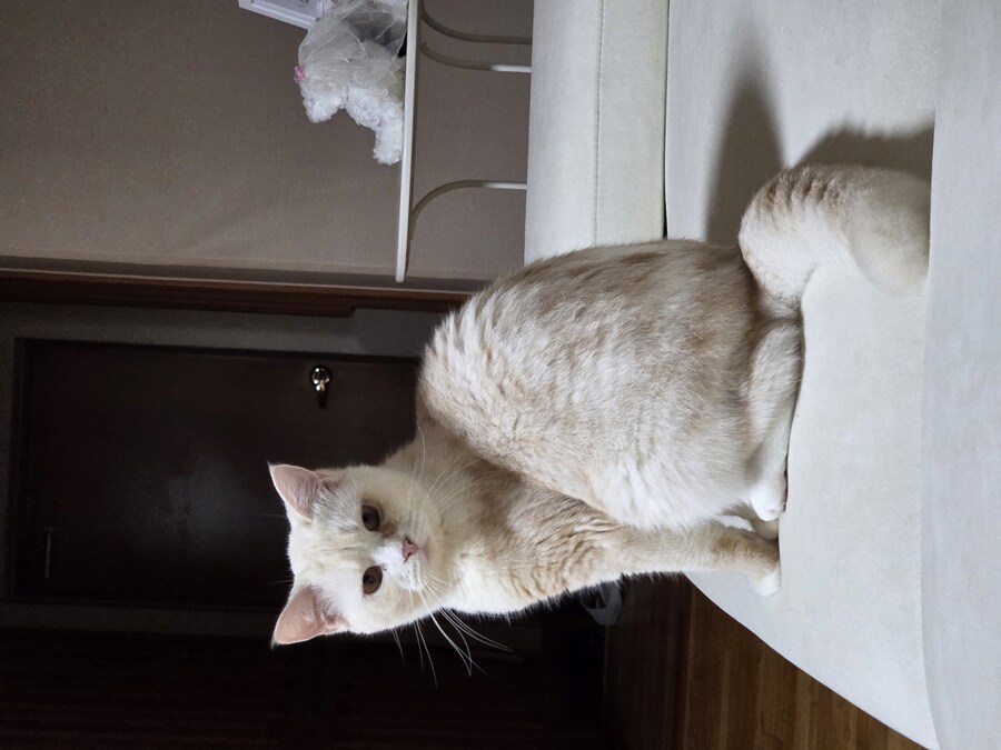 우리집 흰둥이_1.jpg