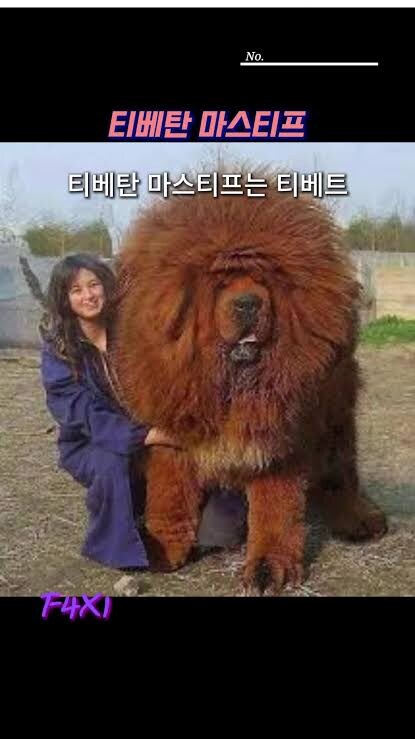 회색늑대 보다 더 크게 자란다는 개_2.jpg