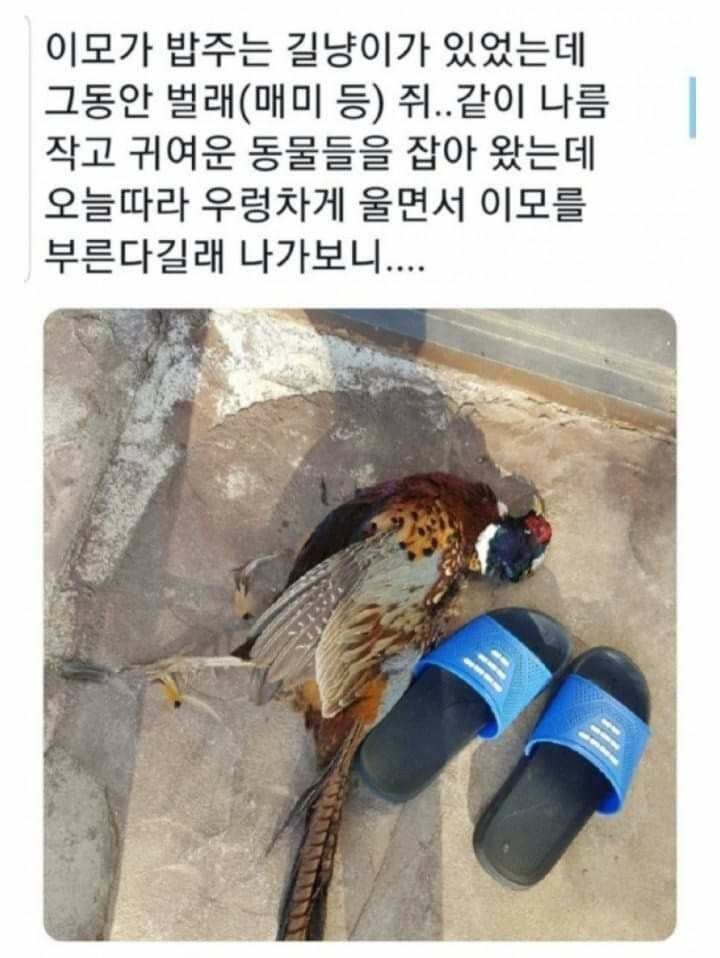 은혜갚는 길냥이_1.jpg