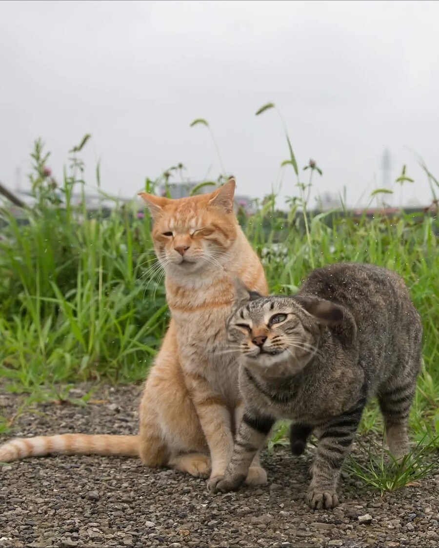 길냥이 찰나를 포착한 일본 사진가..._15.jpg