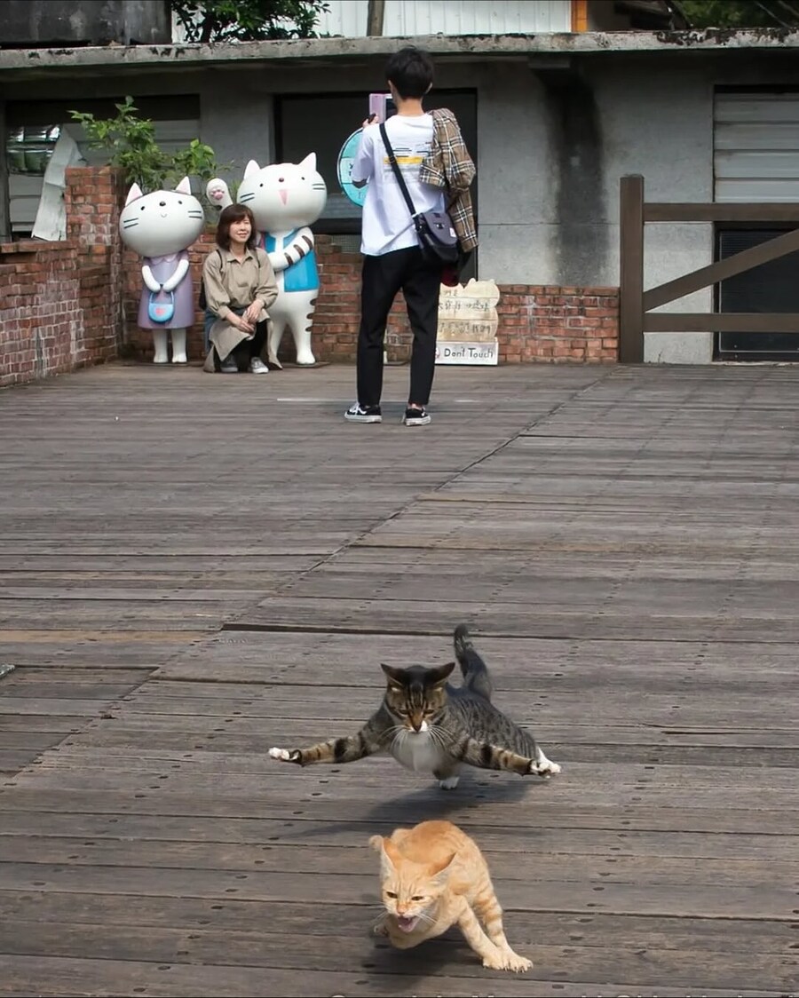 길냥이 찰나를 포착한 일본 사진가..._16.jpg