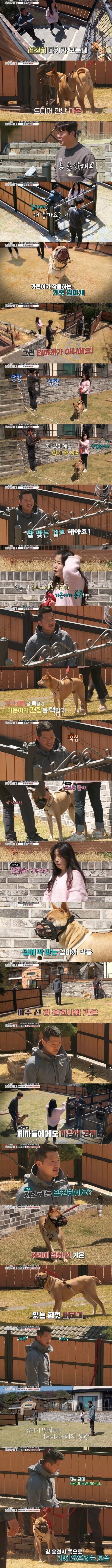 개물림 사고 대부분의 원인_1.jpg