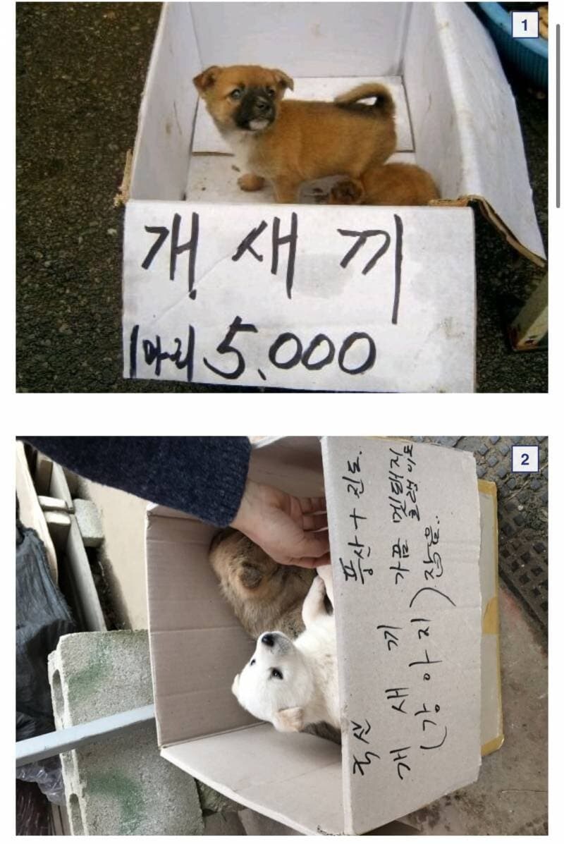 품종견 새끼 단돈 5천원 ㄷㄷㄷ_1.jpg