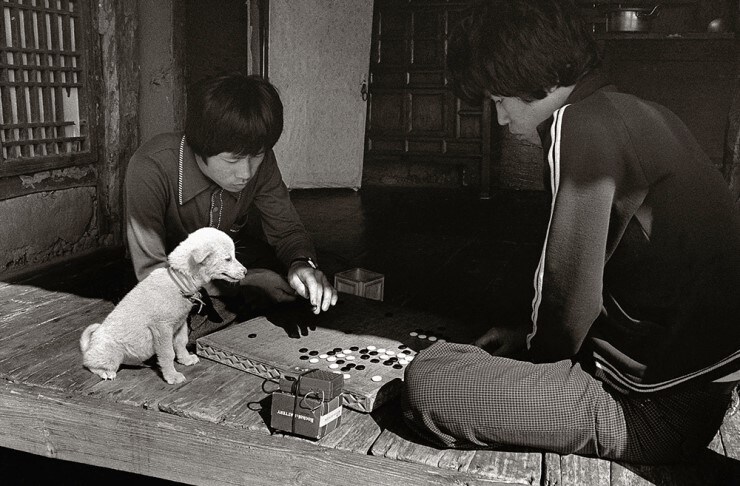 60~70년대 한국의 강아지 사진들.JPG_12.jpg