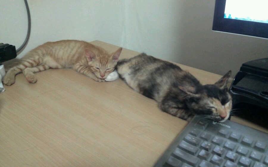 저의 14살 고양이를 떠나 보냈습니다_1.jpg