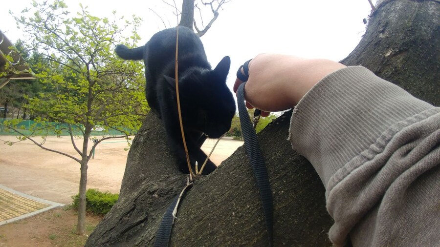 인기없는 검은 똥괭이 산책_12.jpg