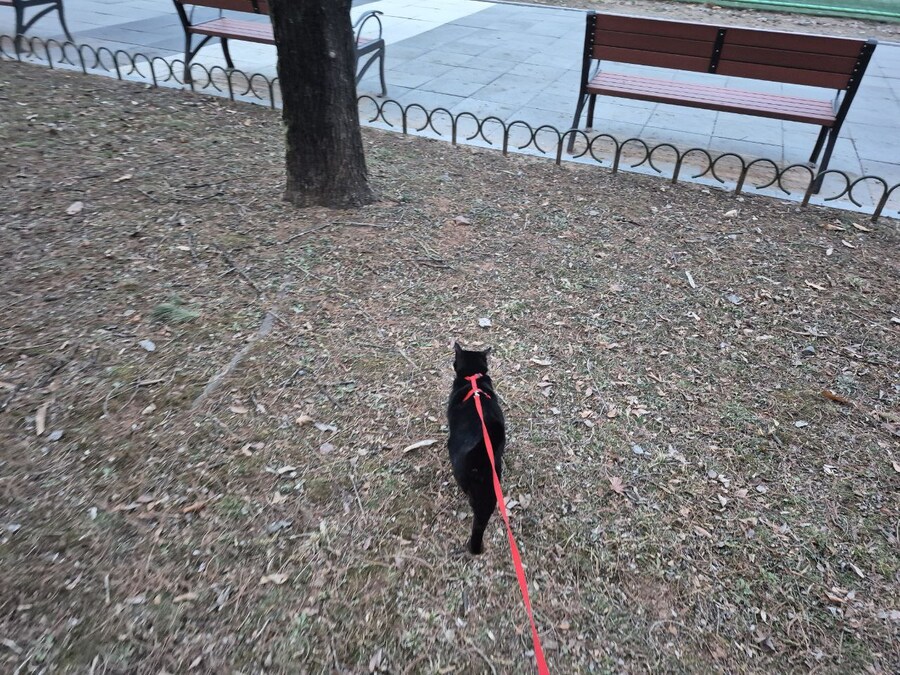 인기없는 검은 똥괭이 산책_21.jpg