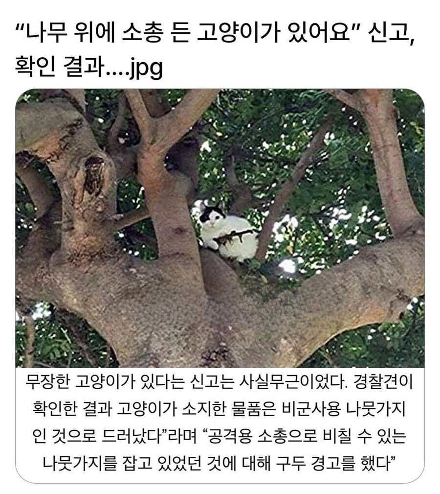 나무 위에 소총 든 고양이가 있어요!_1.jpg