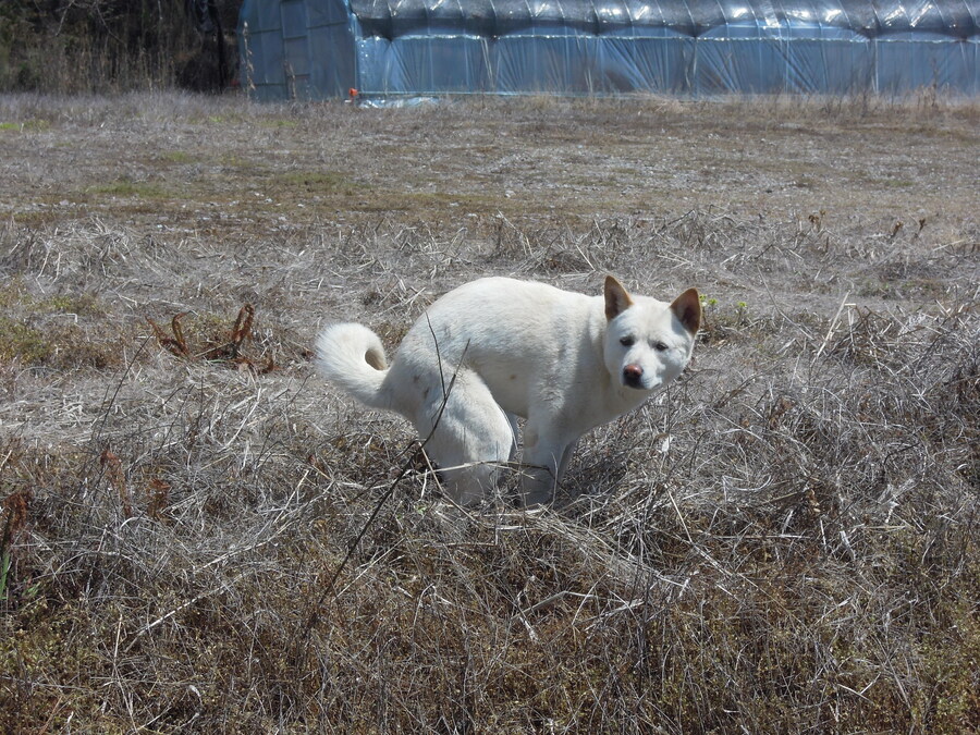배변보고) 방구미사일 사일로에서 경보가 울렸어요_1.jpg