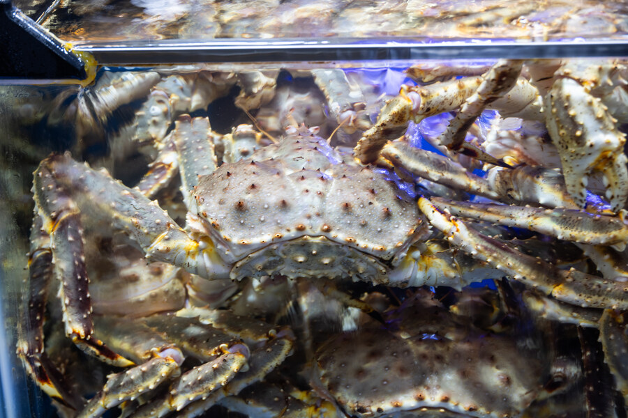 구룡포에서 킹크랩_1.jpg