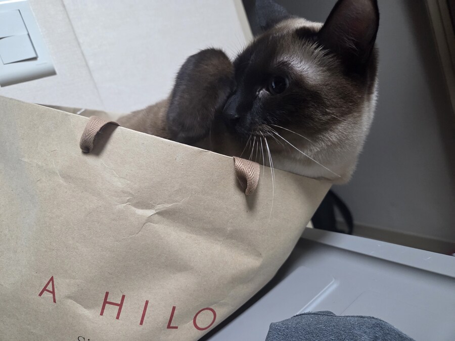 집사가 심심해하니까 재주 부리는 고앵이_3.jpg