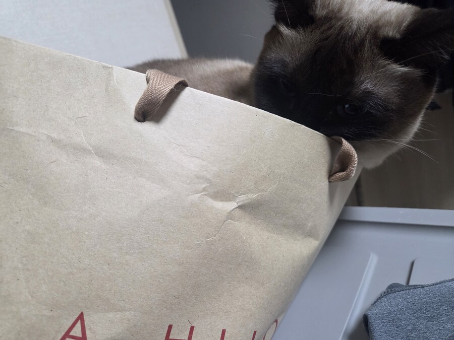 집사가 심심해하니까 재주 부리는 고앵이_4.jpg