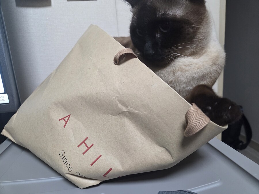 집사가 심심해하니까 재주 부리는 고앵이_6.jpg