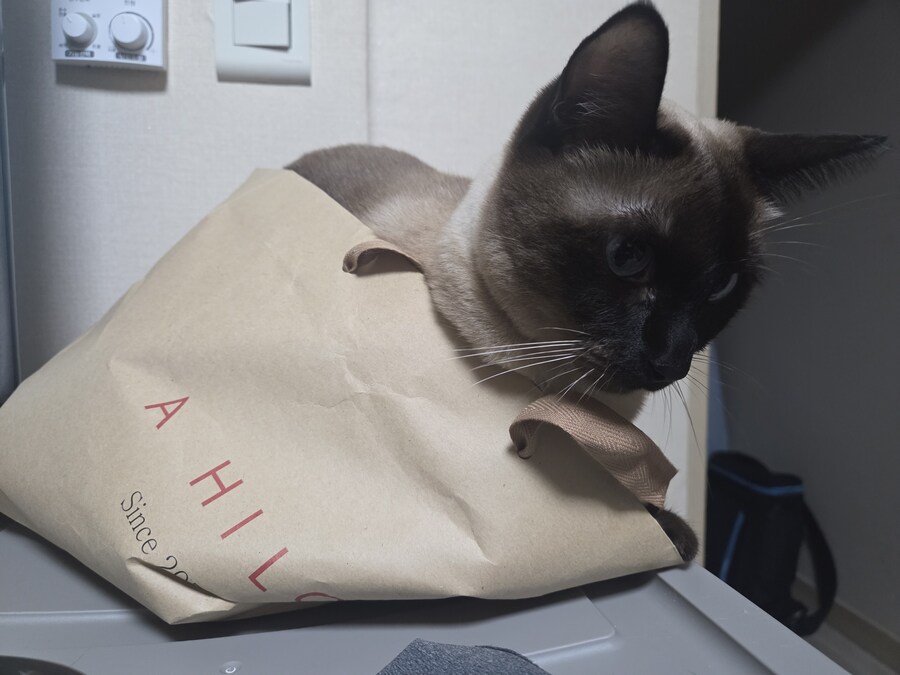 집사가 심심해하니까 재주 부리는 고앵이_8.jpg