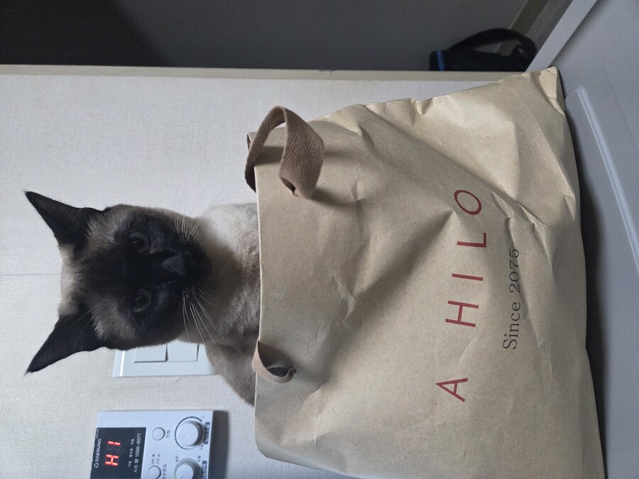 집사가 심심해하니까 재주 부리는 고앵이_10.jpg