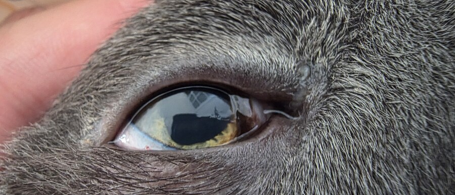 아픈 냥이들과 자금난_2.jpg