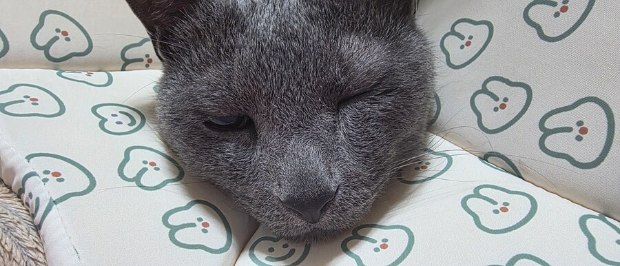 아픈 냥이들과 자금난_5.jpg