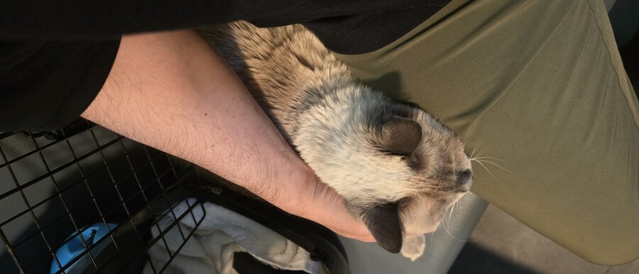 아픈 냥이들과 자금난_9.jpg