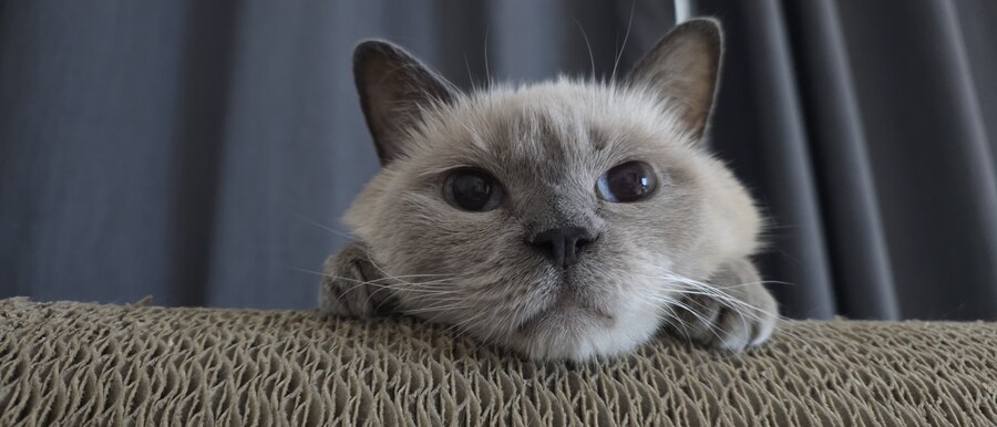 아픈 냥이들과 자금난_13.jpg