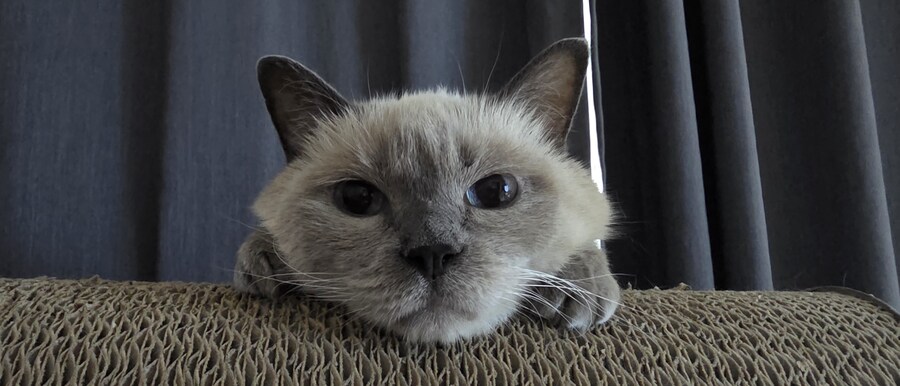 아픈 냥이들과 자금난_14.jpg