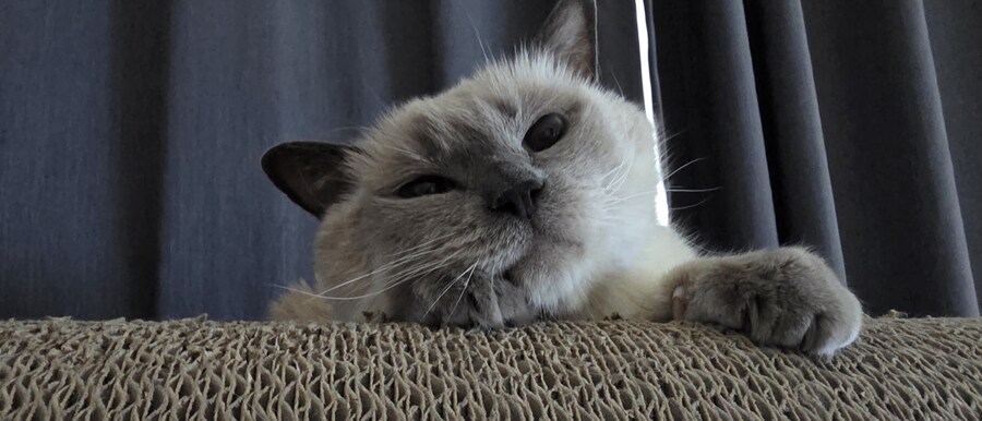 아픈 냥이들과 자금난_15.jpg