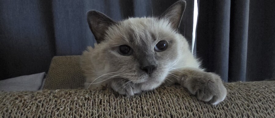 아픈 냥이들과 자금난_16.jpg