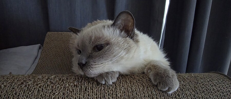 아픈 냥이들과 자금난_17.jpg