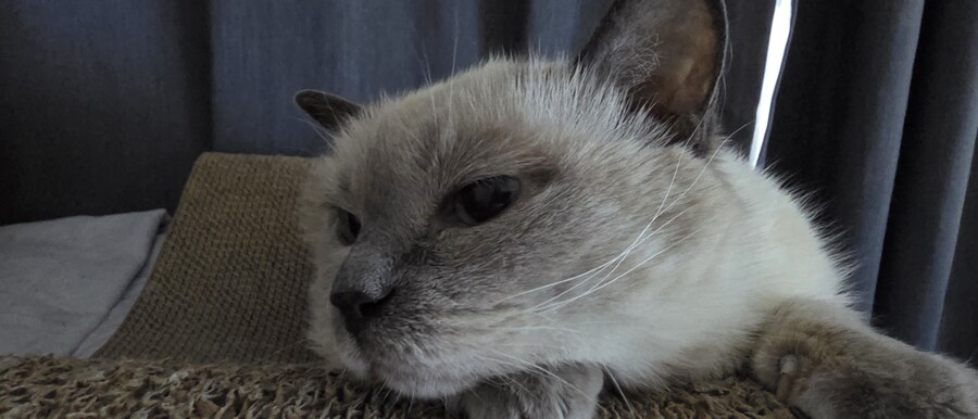 아픈 냥이들과 자금난_18.jpg