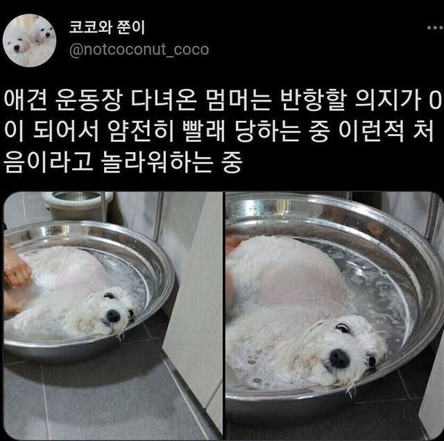 얌전히 빨래 당하는 강아지_1.jpg