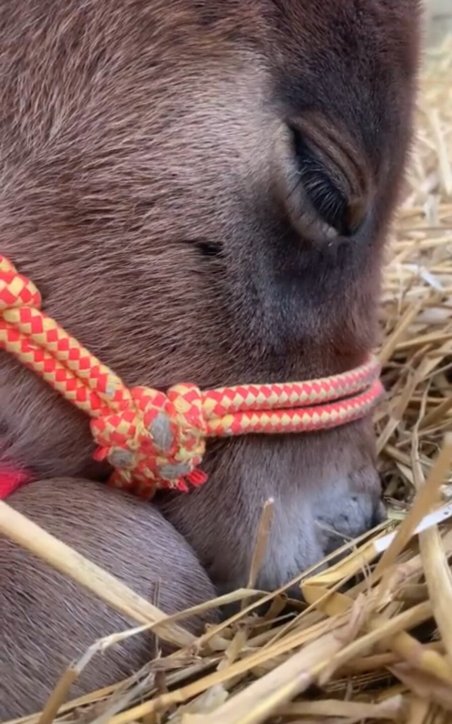 경마)마메는 데뷔한게 기적이라고하네_1.jpg