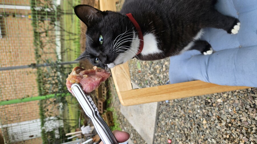 야옹이랑 먹는 양념돈설구이_34.jpg