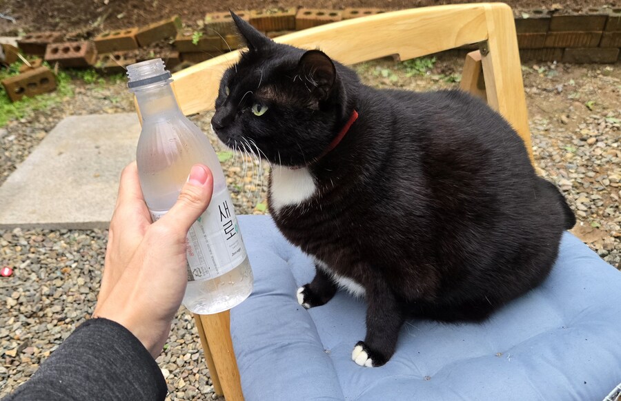 야옹이랑 먹는 양념돈설구이_40.jpg