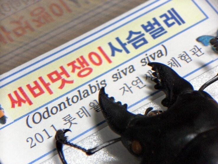 씨바 멋쟁이 사슴벌레_2.jpg