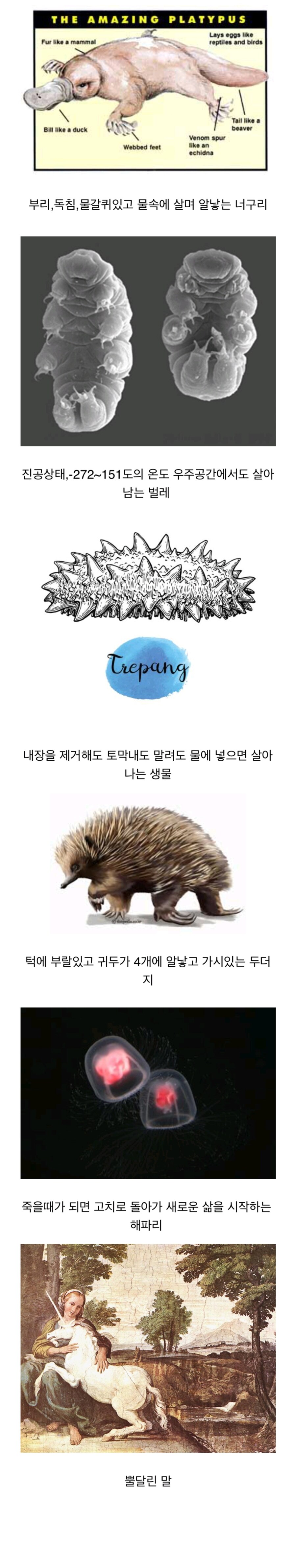 다음 중 현실에 존재하지 않는 동물은?_1.jpg