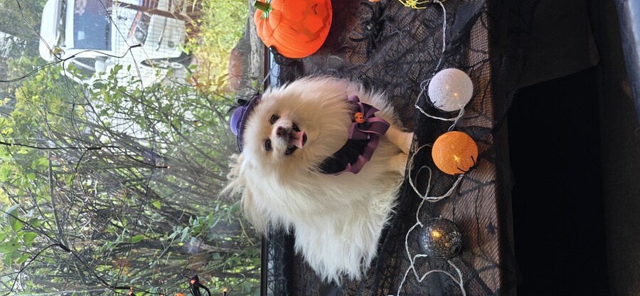 (공포주의) 마녀 사진 ㄷㄷㄷㄷㄷ_4.jpg