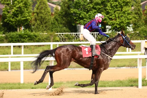 경마) 한국 경마에서 이어지는 라이벌 서사_2.webp