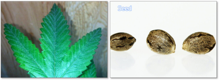 (스포, 장문, 데이터 주의) 사일런트힐F 분석 칼럼-1: 여우의 혼례식_19.jpg