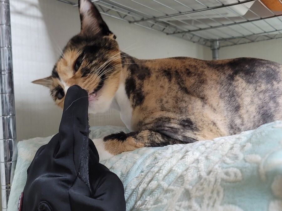 오늘밤도 힘든 배달이었당...끼요옷 새벽유게이 복귀한거시에요_6.jpg