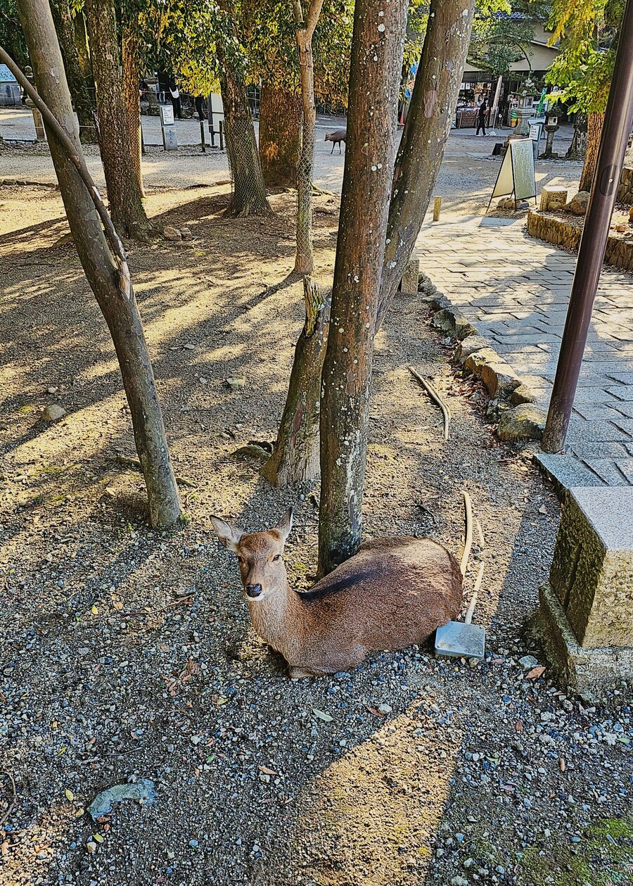 [스압초주의] " 간사이 오사카, 고베, 교토, 나라 여행 일기... "_173.jpg