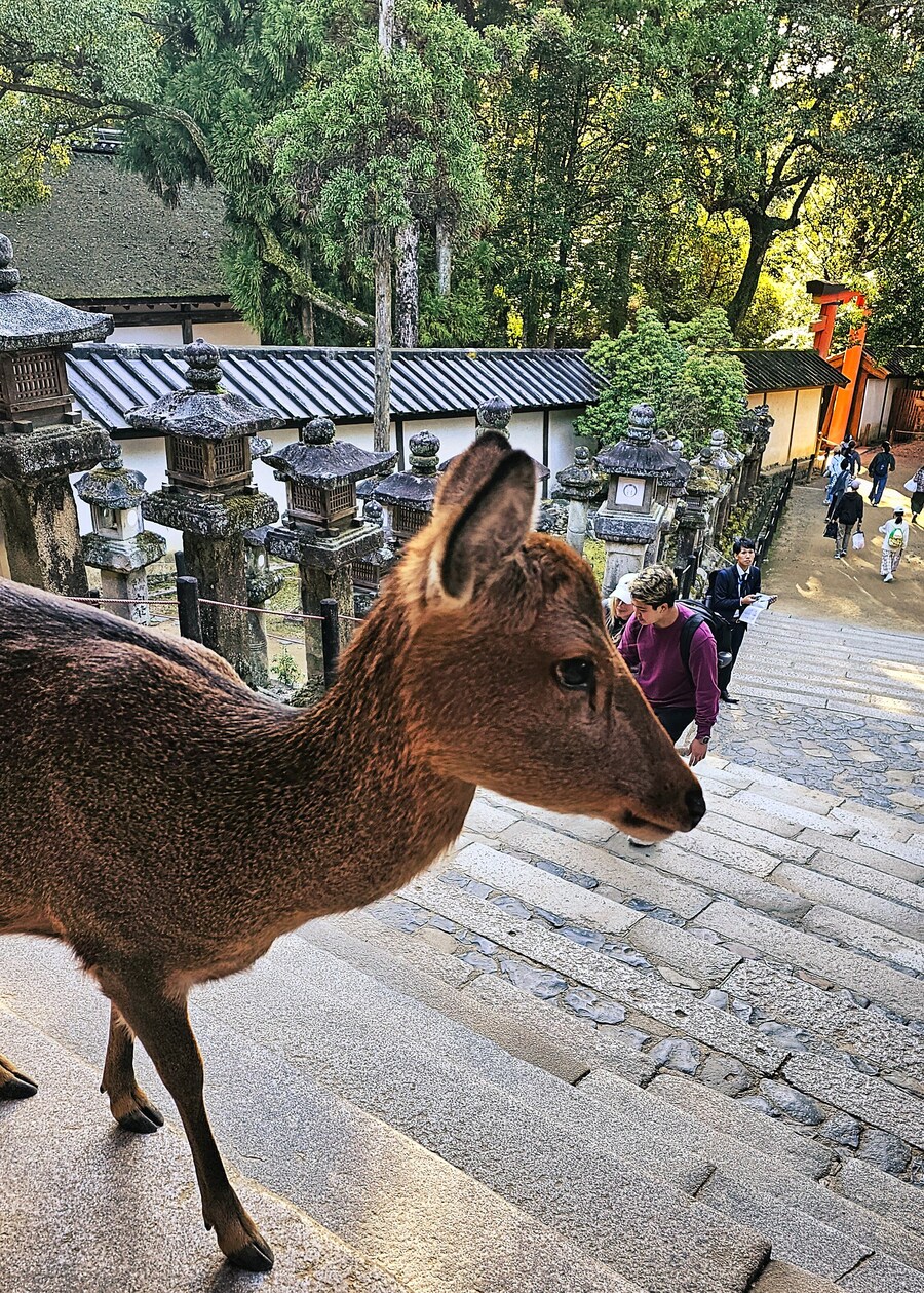 [스압초주의] " 간사이 오사카, 고베, 교토, 나라 여행 일기... "_194.jpg